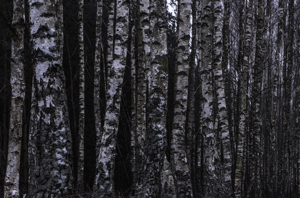 a forest filled with lots of trees covered in snow