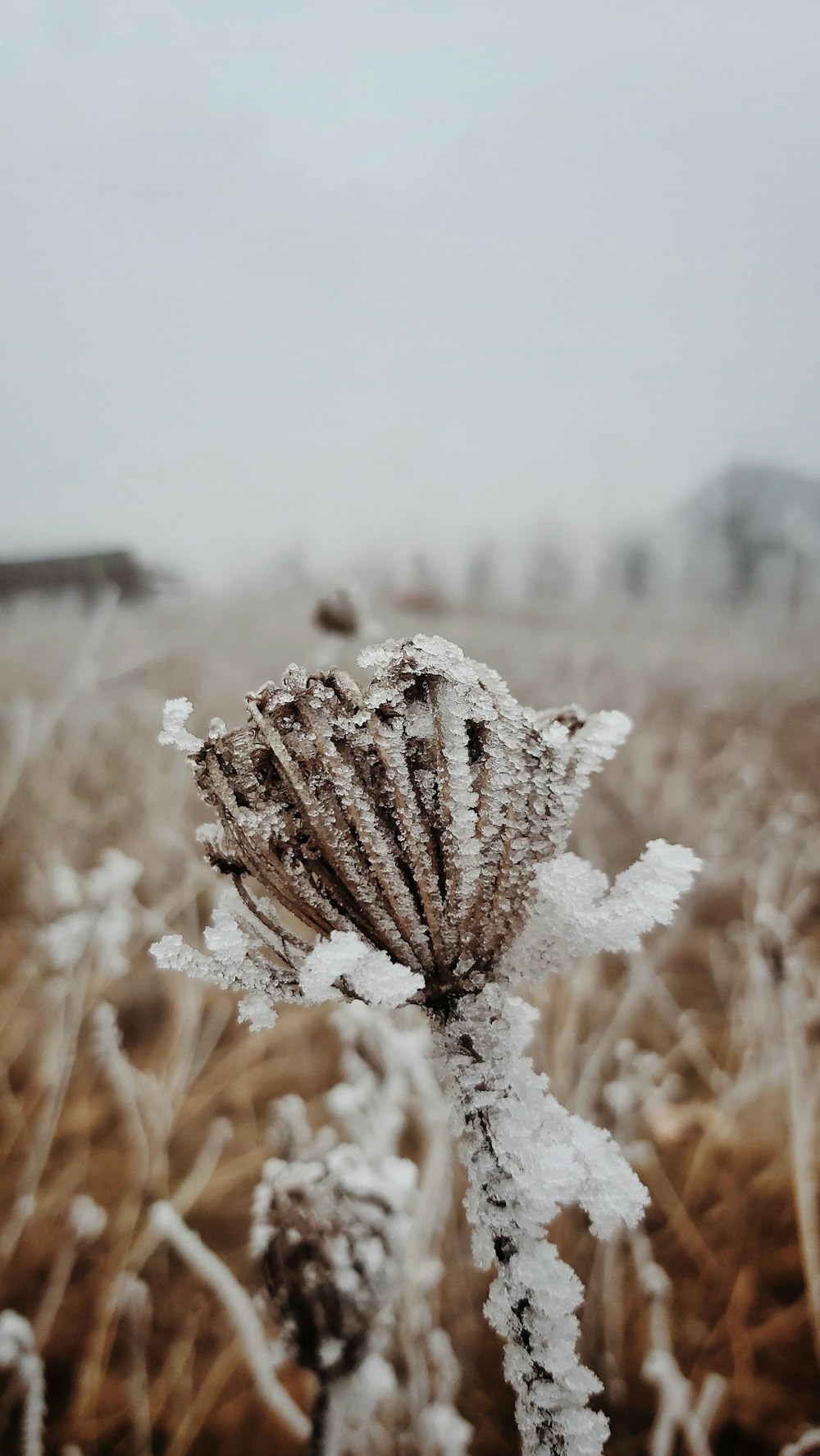 Flor cubierta de nieve