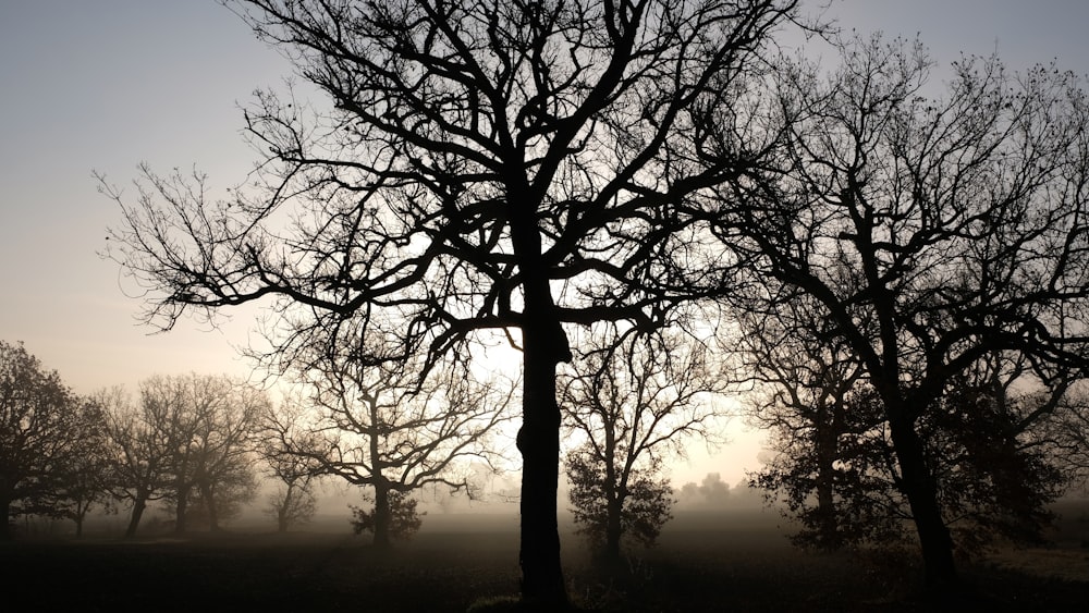 bare trees during daytime