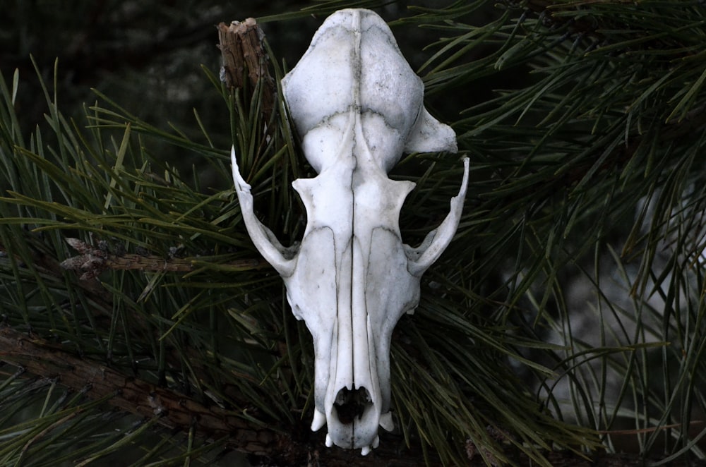 푸른 잔디에 흰색 동물 두개골의 선택적 초점 사진