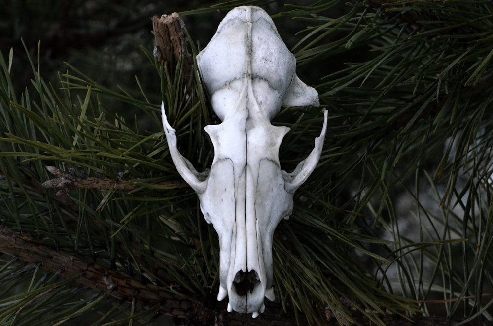 selective focus photography of white animal skull on green grass