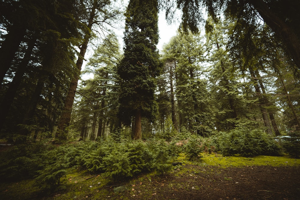 green leafed tree