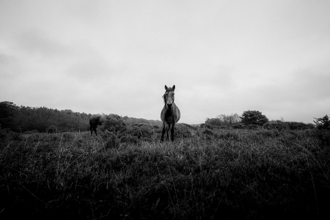 grayscale photography of horse on grass during daytime