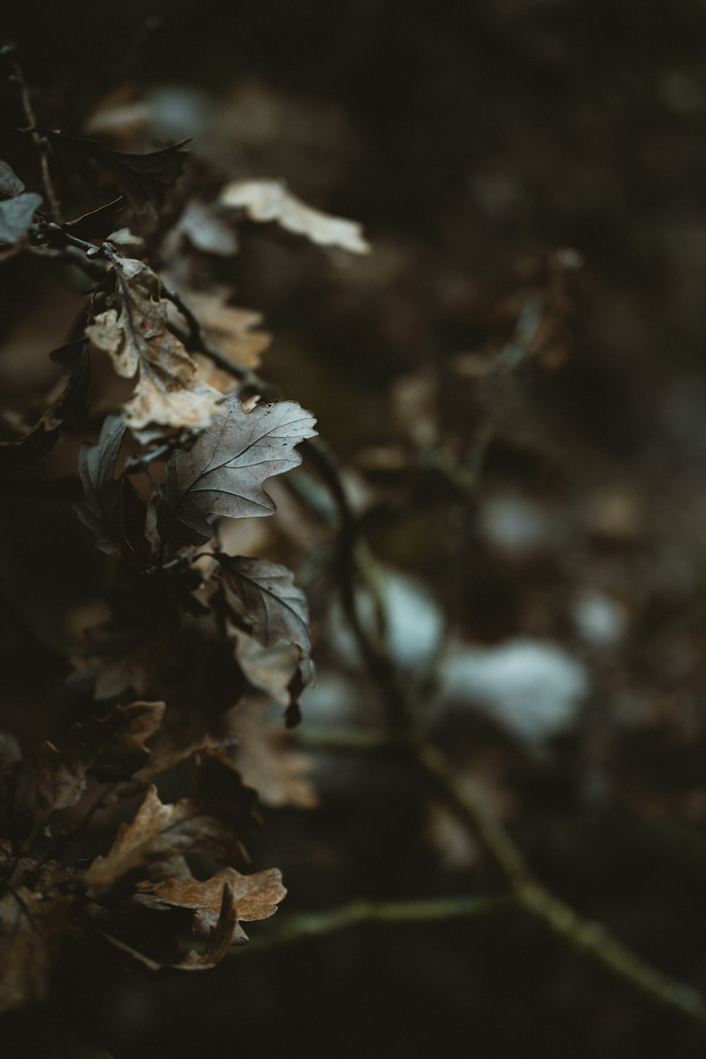 brown leafed plant