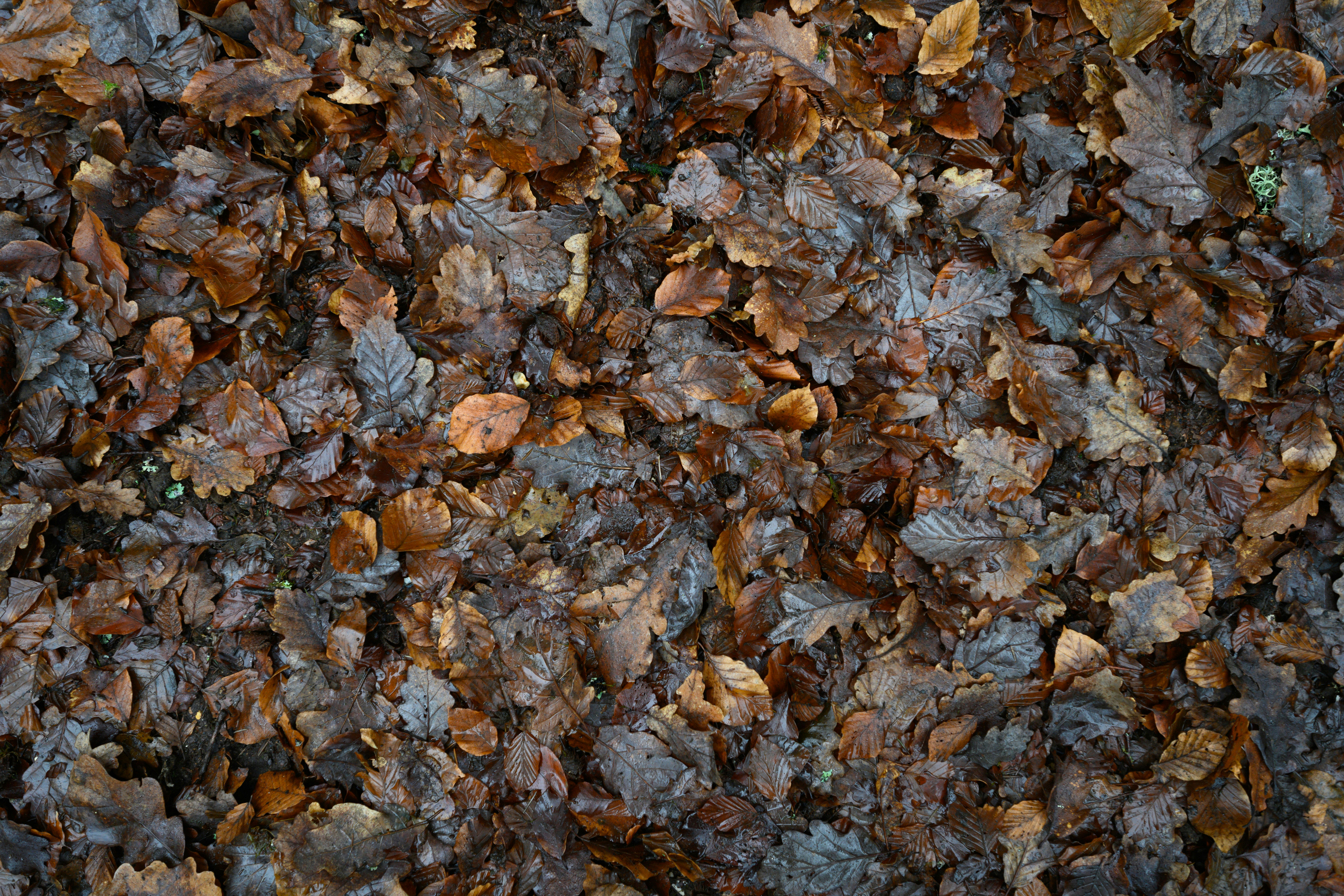 Photo by anniespratt