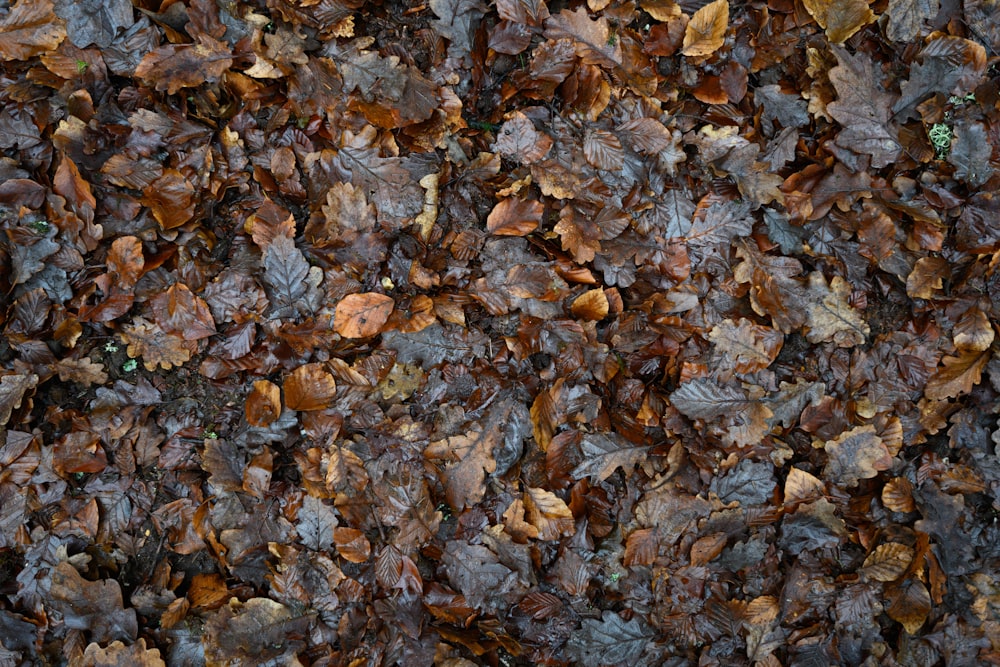 withered leaves on soil