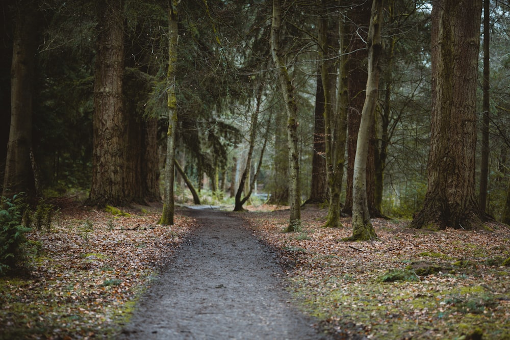 dirt road between green trees during daytime