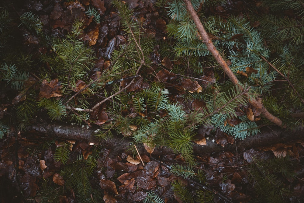 green leafed plant