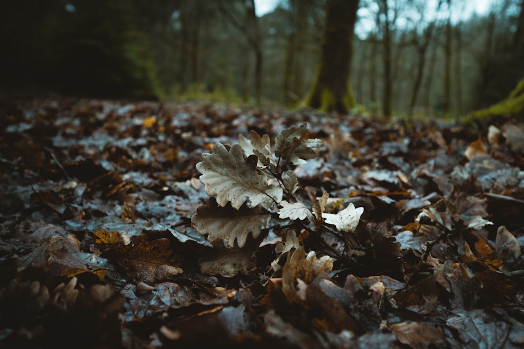 withered leaves between trees