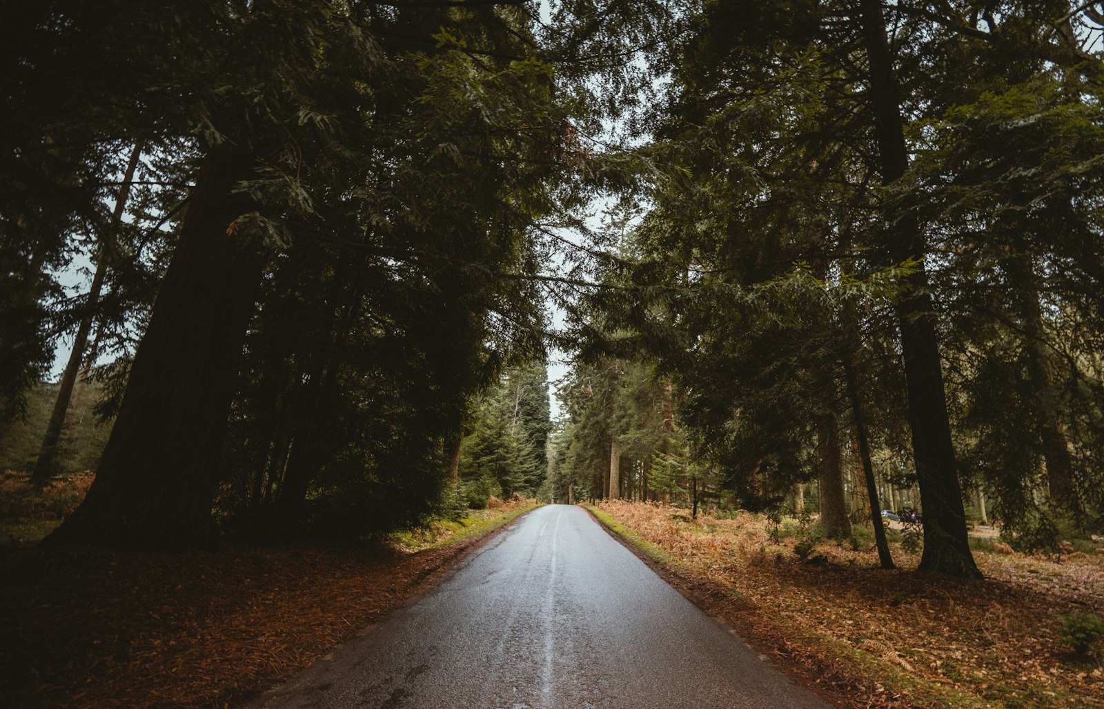 Nikon Nikkor Z 14-30mm F4 S sample photo. Road between trees photography