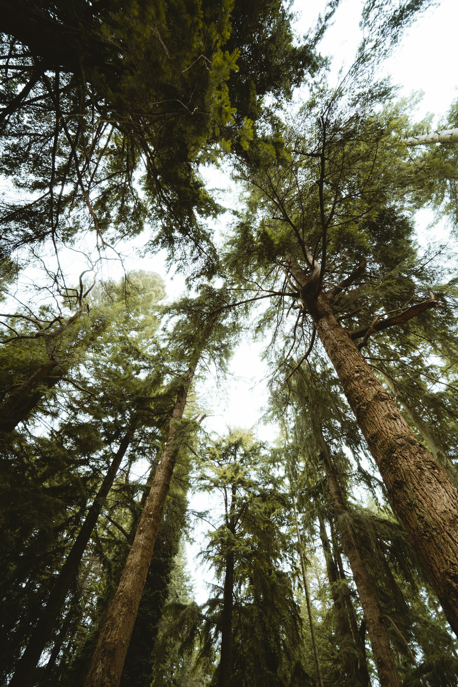 Nikon Nikkor Z 14-30mm F4 S sample photo. Tall trees photography