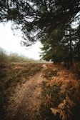 A quiet path winding through a forest of charcoal-hued trees under a soft beige sky.