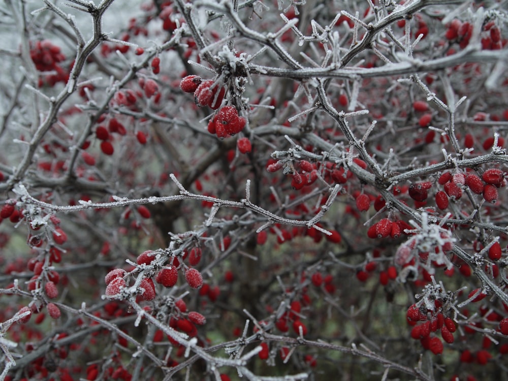 red berries