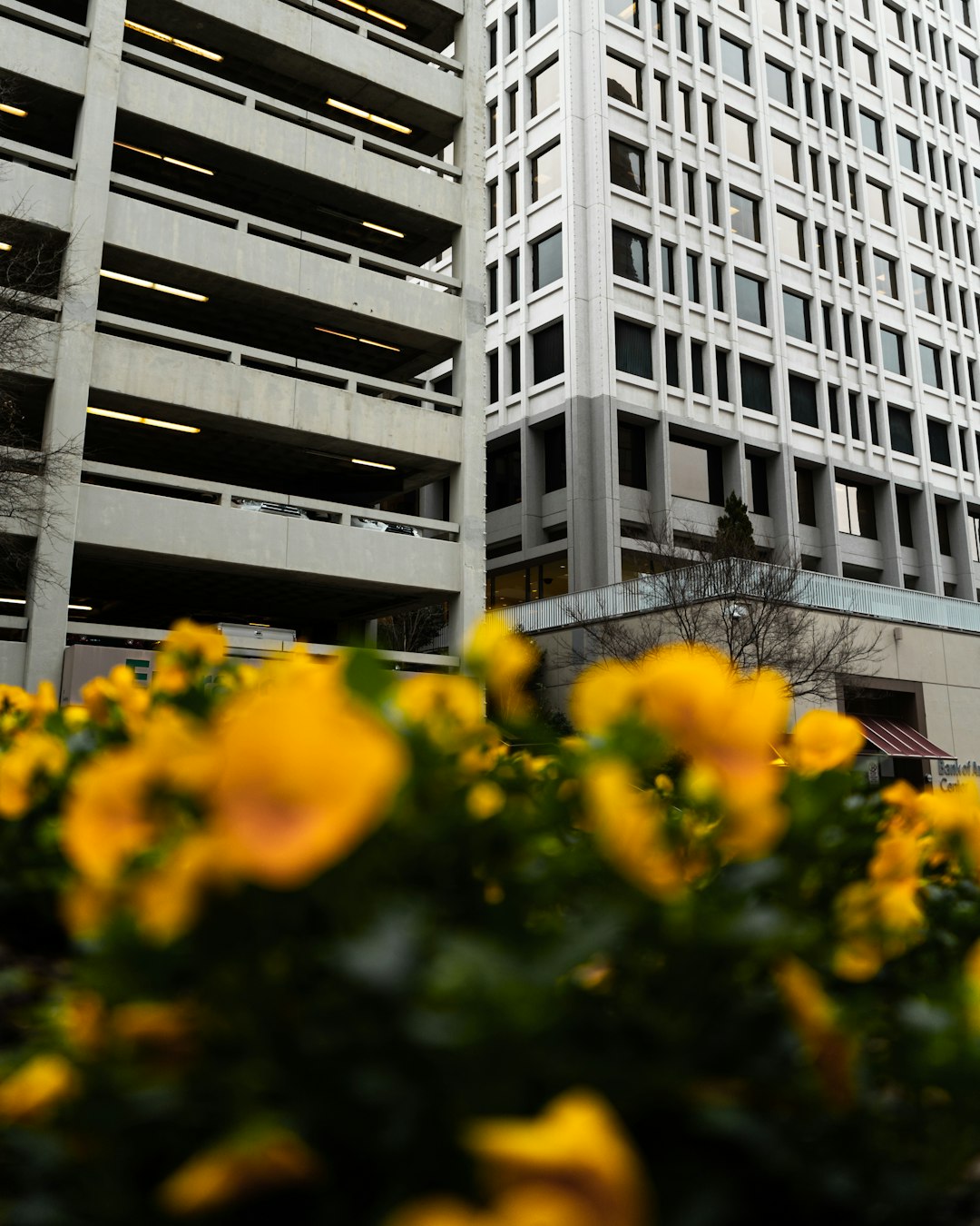 yellow petaled flowers