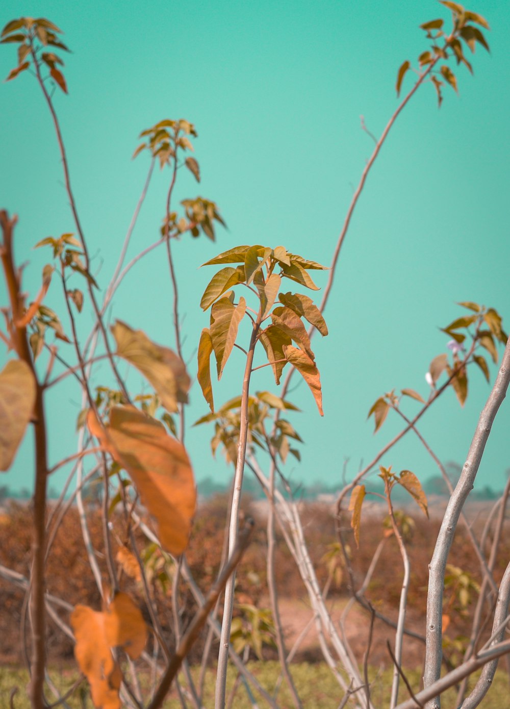 green leafed plant