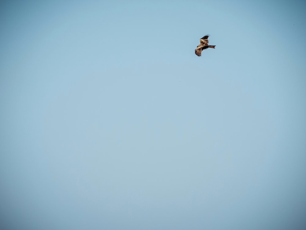 photography of flying bird during daytime