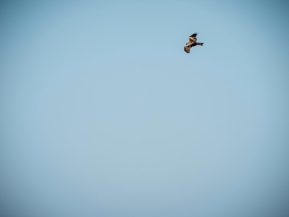 Photographie d’oiseau volant pendant la journée