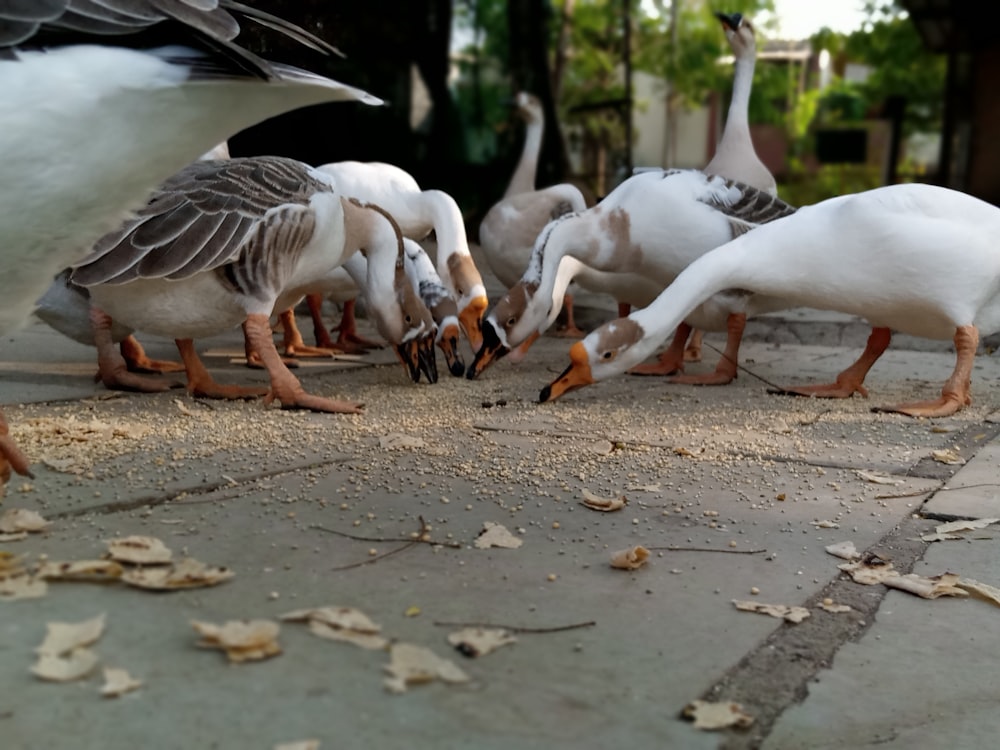 pato comiendo en pavimento gris