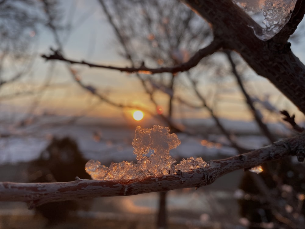 bare tree