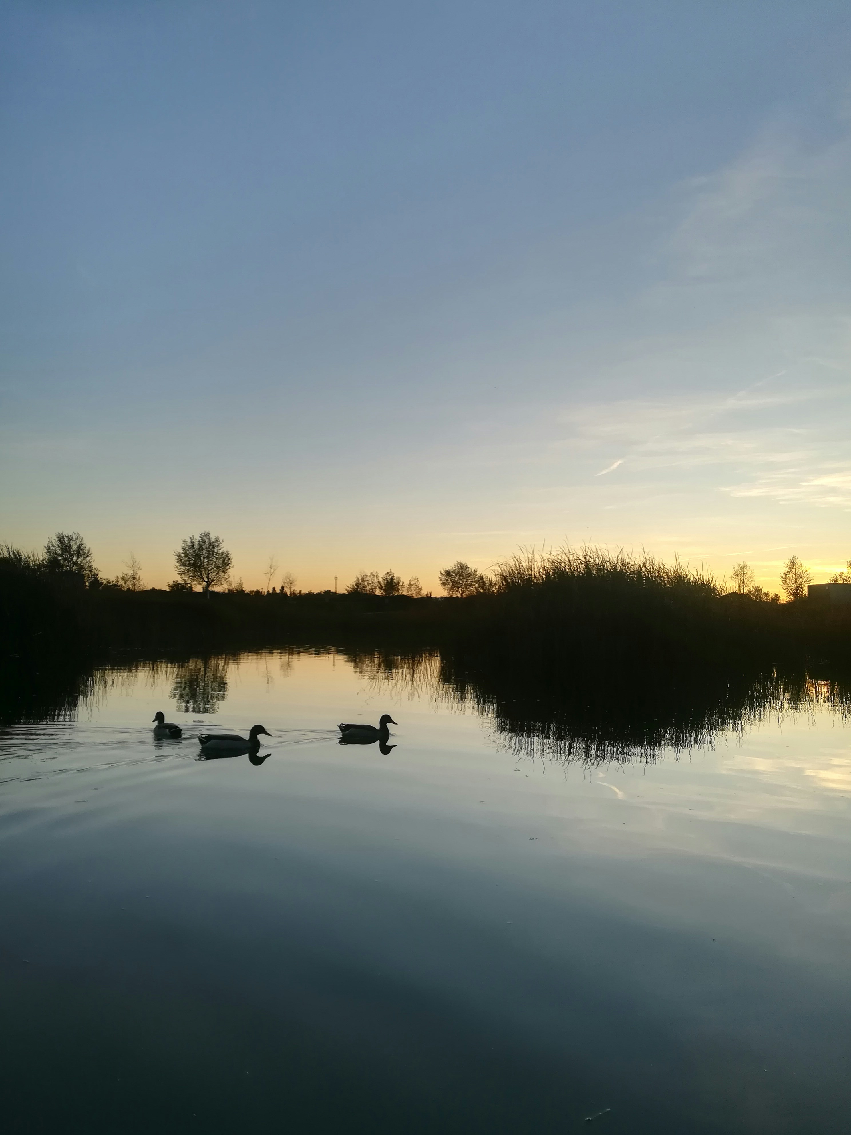 a couple of ducks floating on top of a lake
