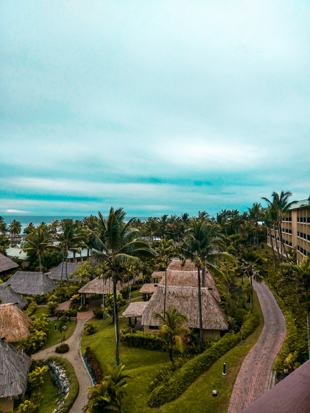 palm trees beside road