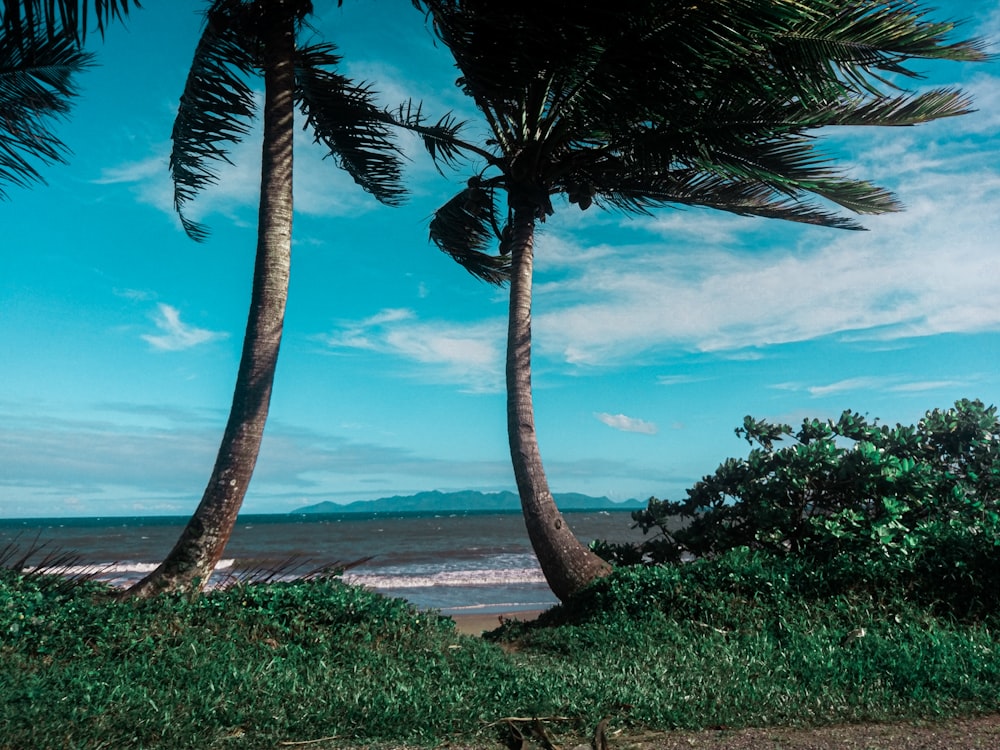 green coconut palm trees