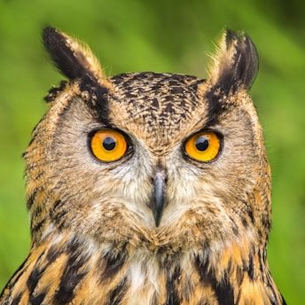 selective focus photography of Eurasian Eagle-owl during daytime