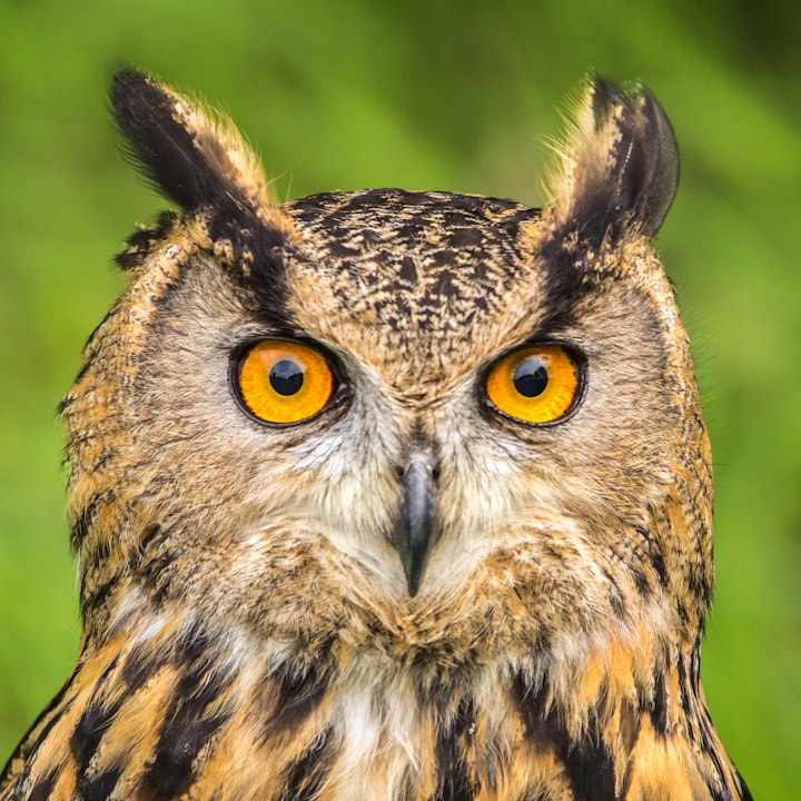 Owl And Farmer.