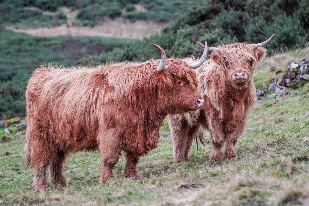 two brown yak