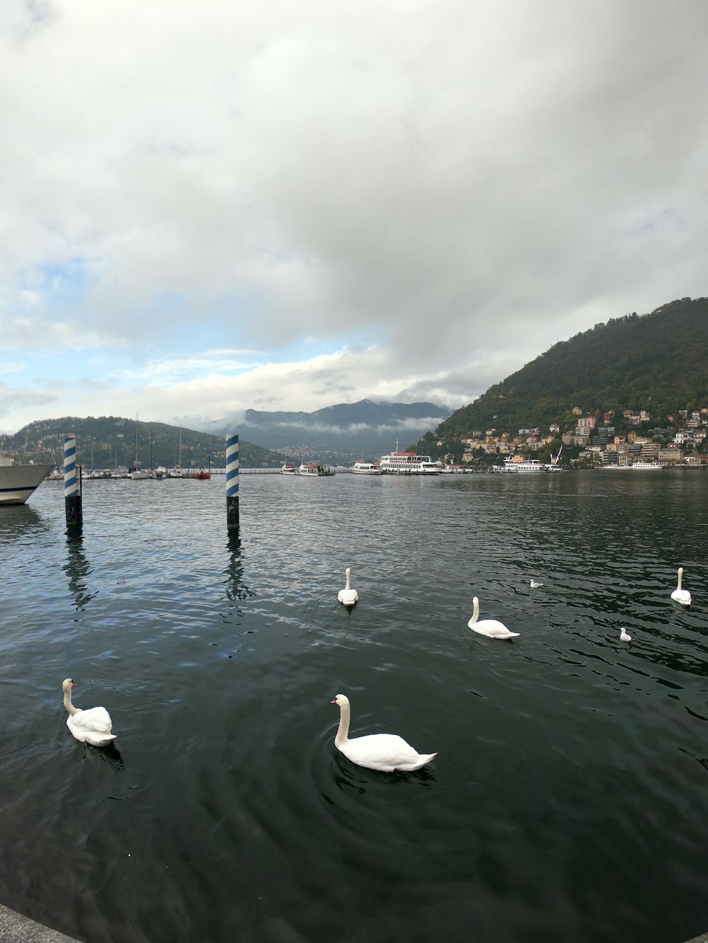 photography of white swans on body of water