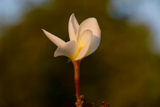 A serene image of a single white flower symbolizing purity and remembrance.