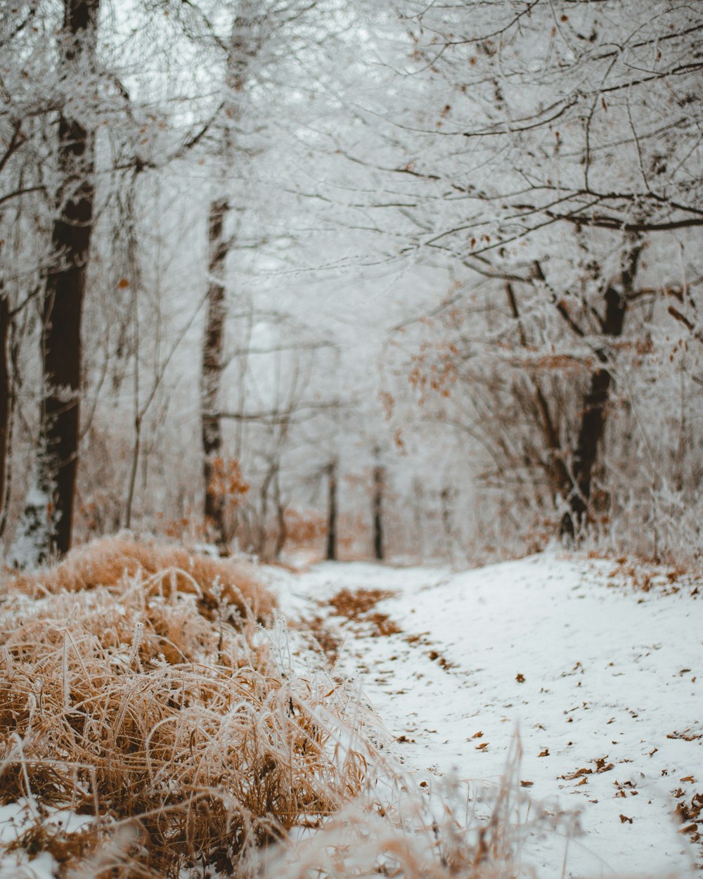 pathway between trees