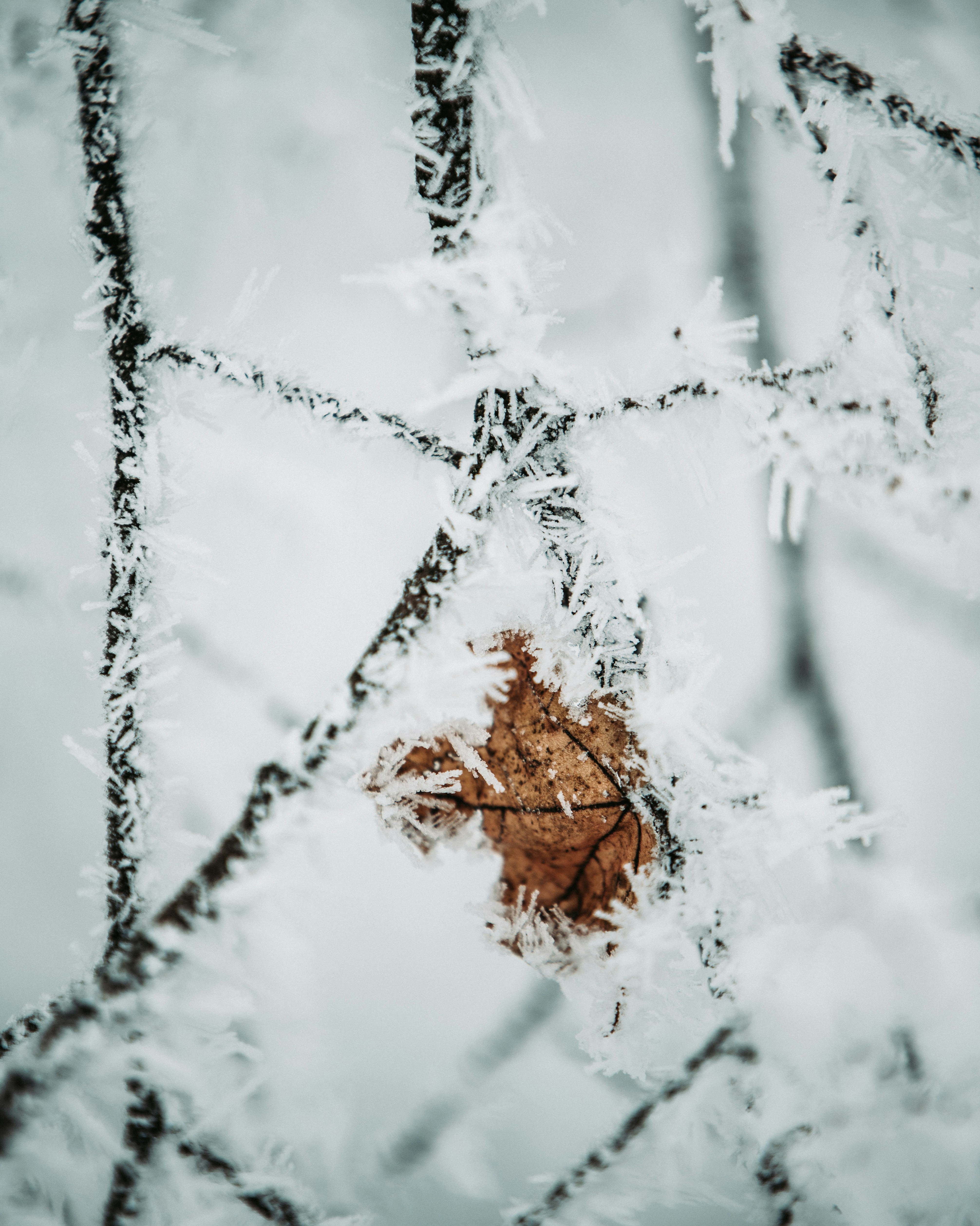 Photo by tamas_tuzeskatai