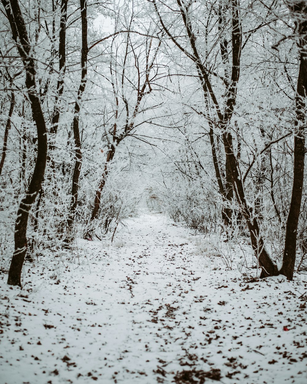 snow-covered field and trees during daytime