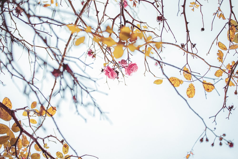 yellow-leafed tree