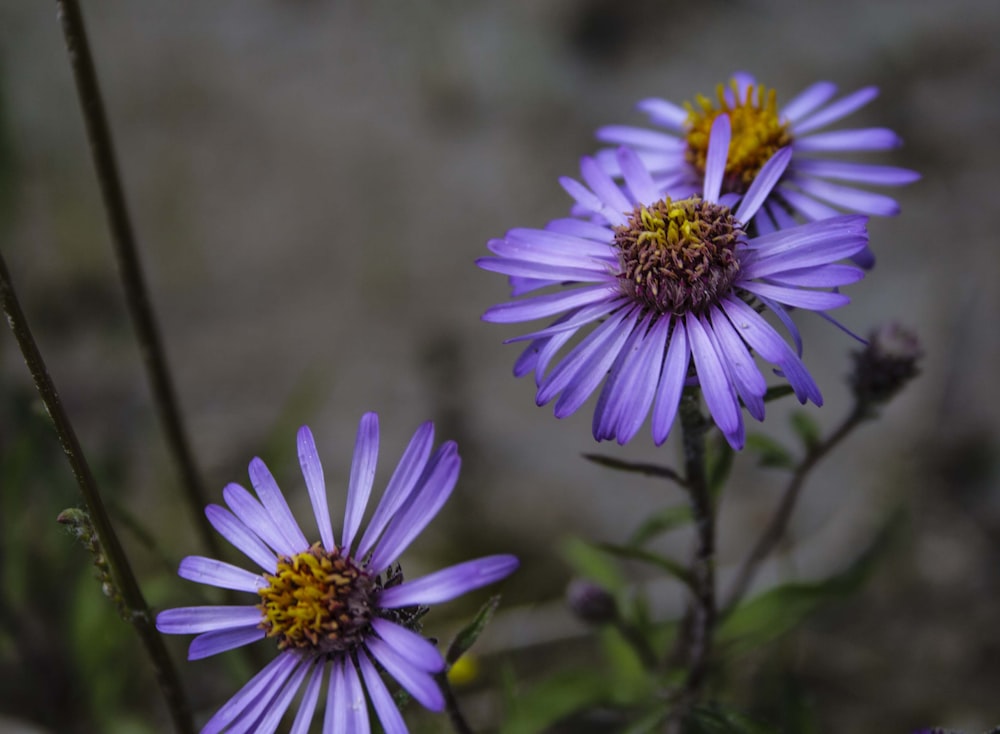 purple petaled flowers