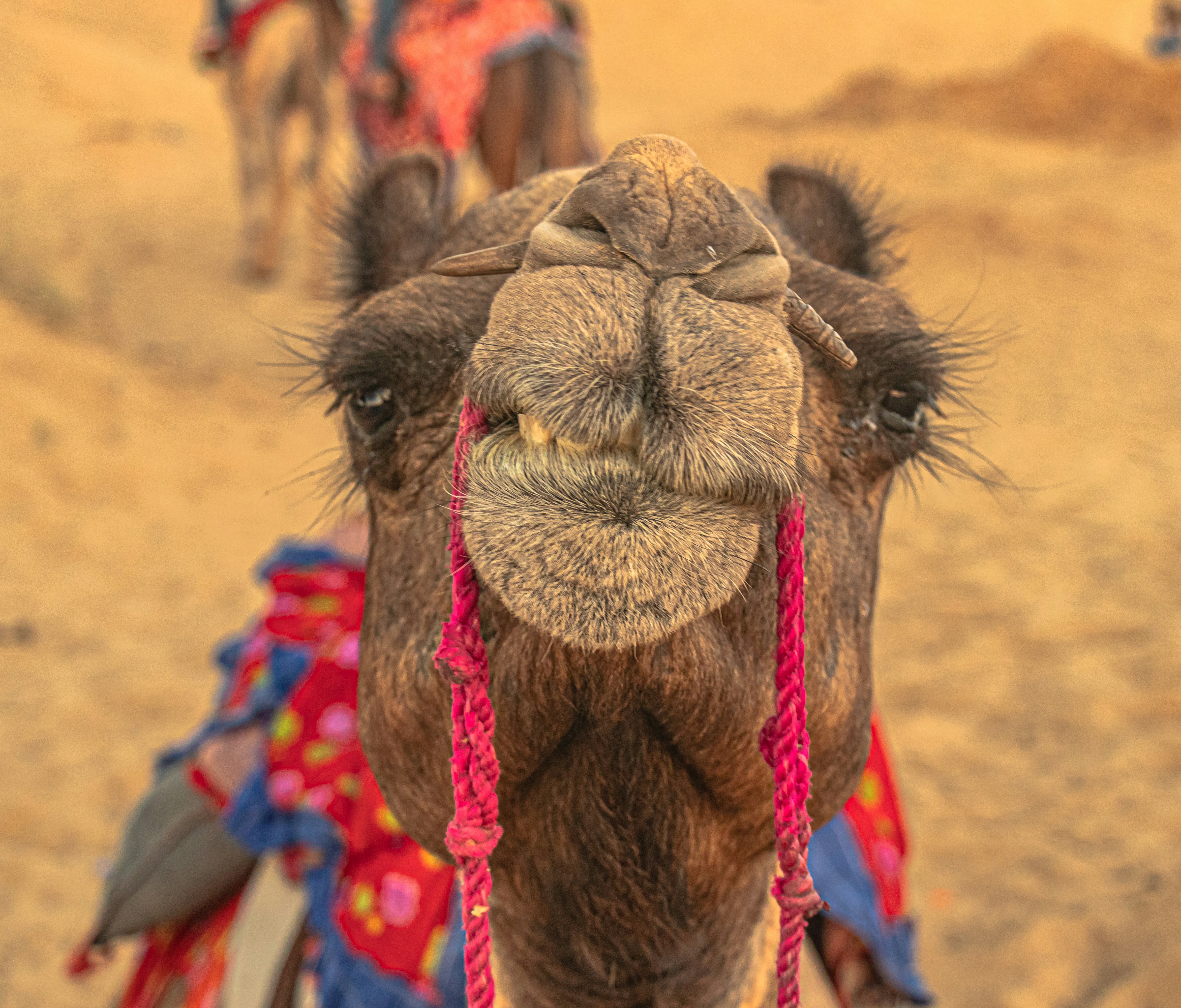 Rajasthan, India - Smirking camel.