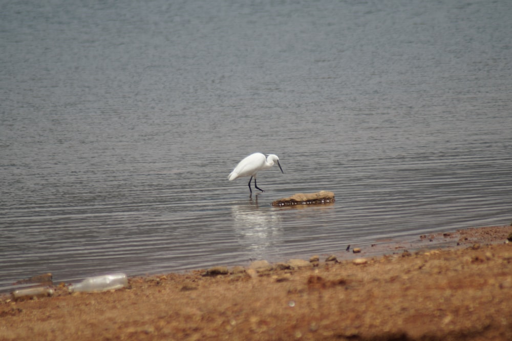 pássaro branco na linha da praia