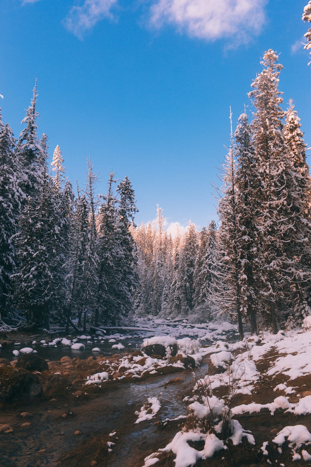 river between trees