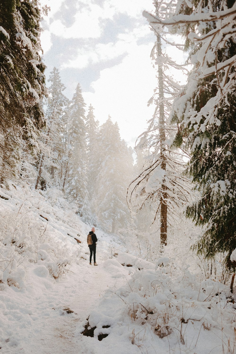 person walking on pathway surrounded by trees