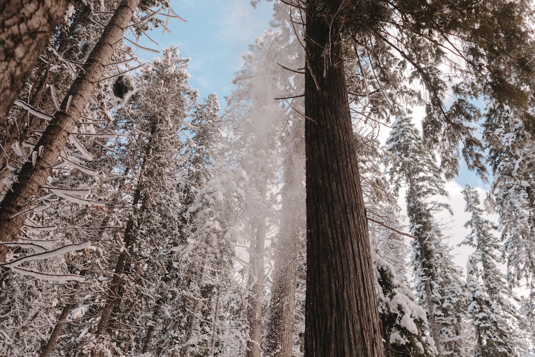 brown trees