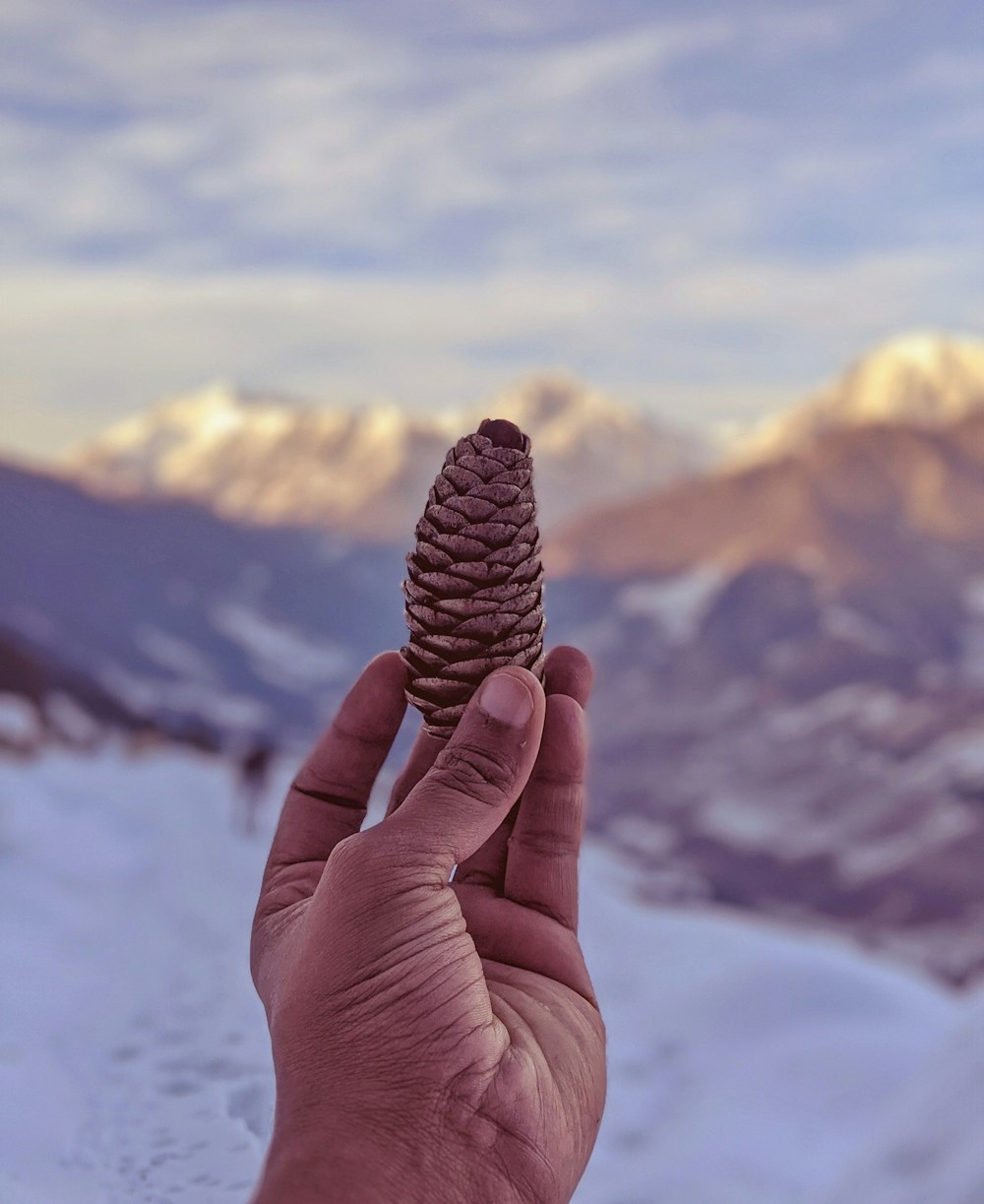 person holding brown pine cone