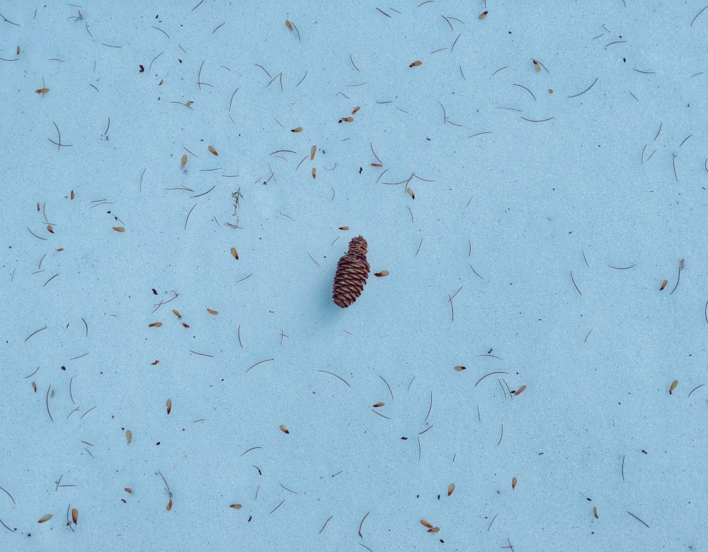 brown pinecone