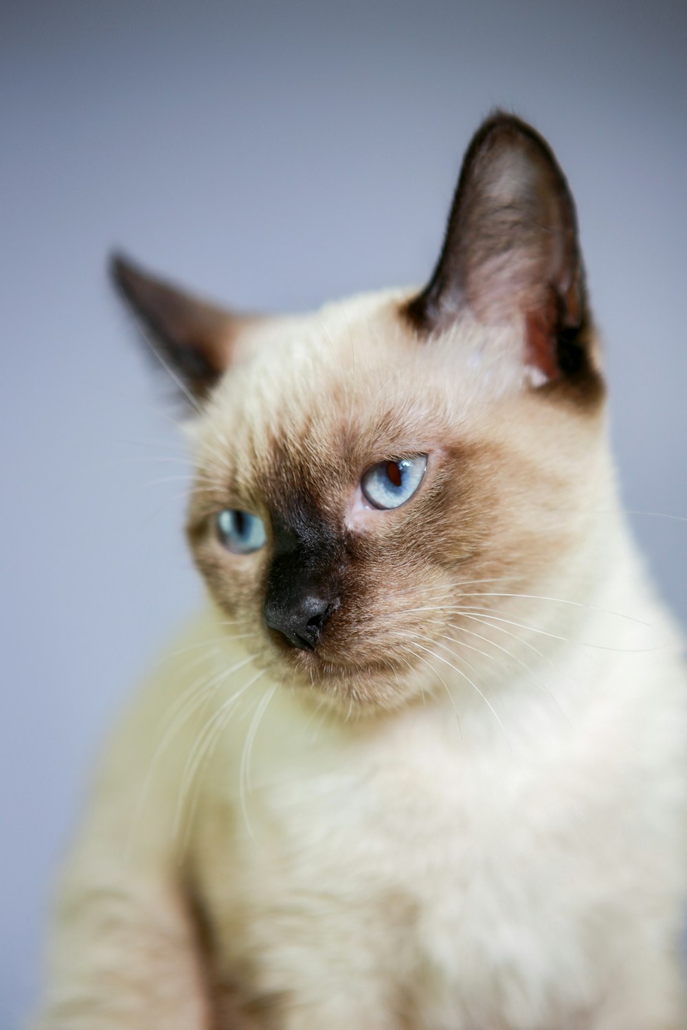 Siamese cat