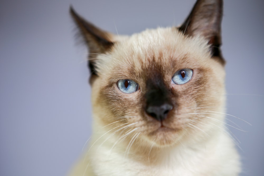 portrait photograph of Siamese cat