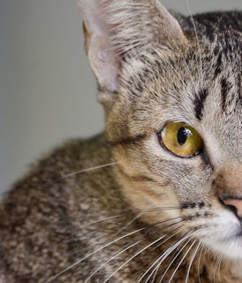 brown tabby cat