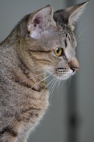 brown and black tabby cat