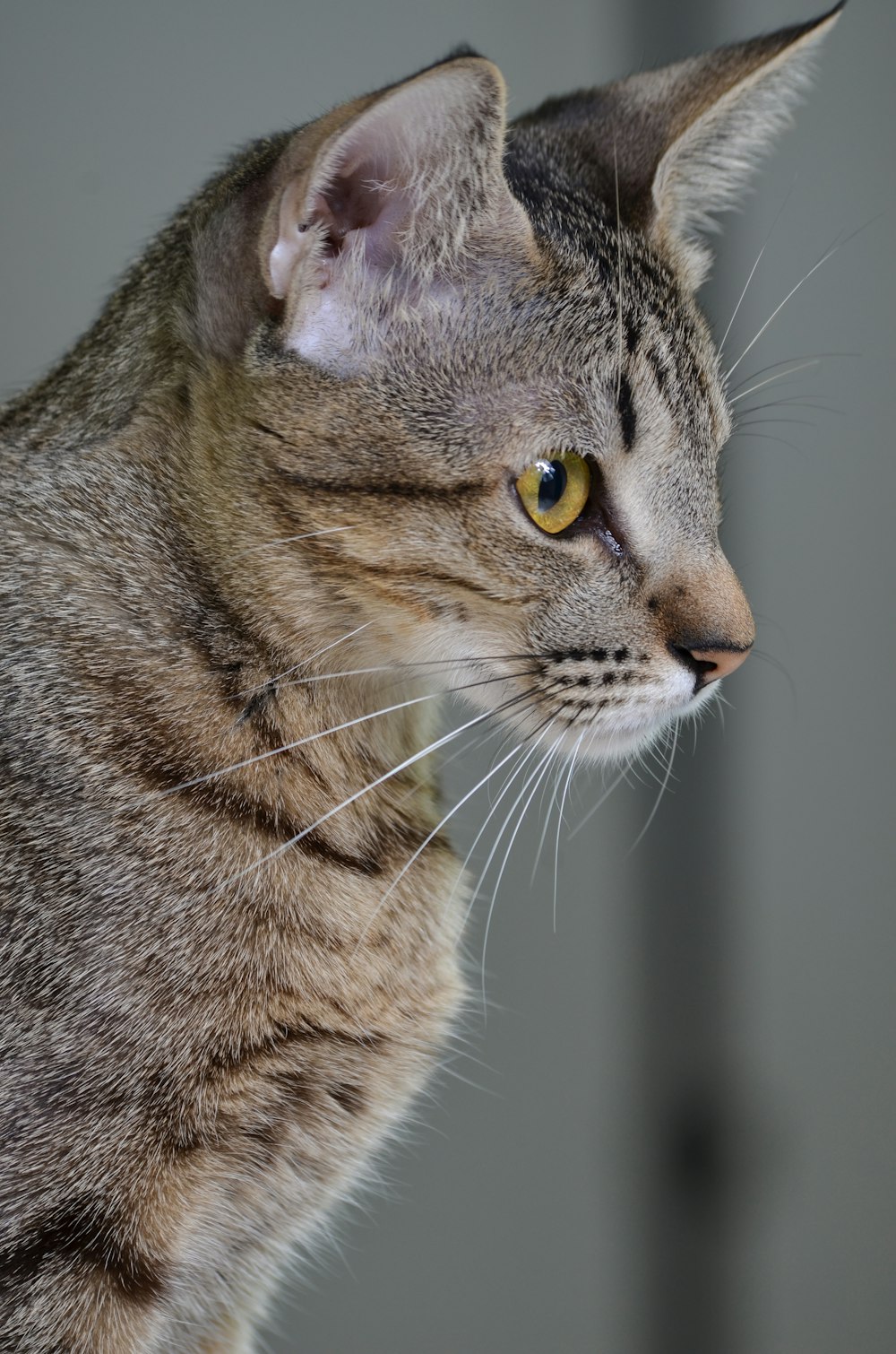 brown and black tabby cat