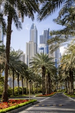 palm trees beside paved road