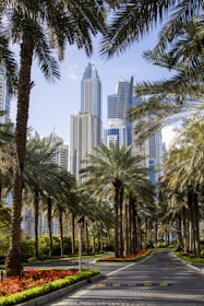 palm trees beside paved road